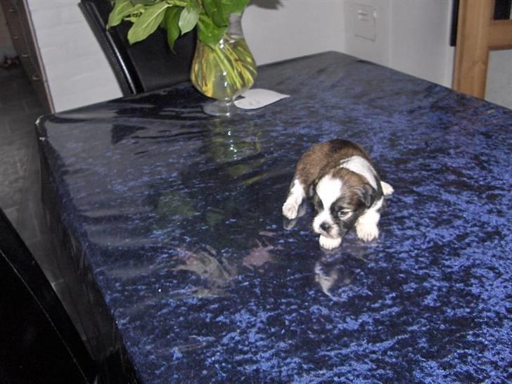 Lhasa apso Rubin billede 10