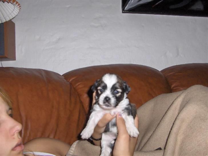 Lhasa apso Rubin billede 11