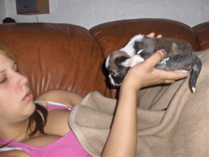 Lhasa apso Rubin billede 12