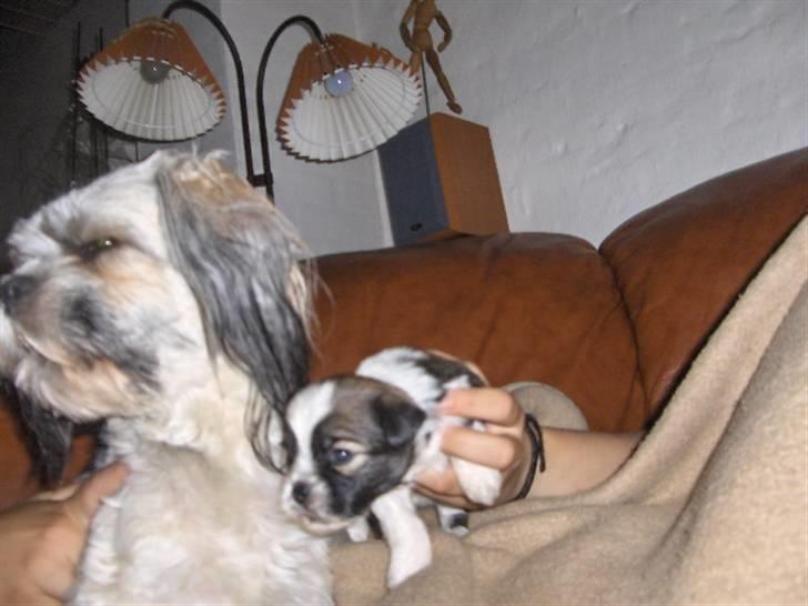 Lhasa apso Rubin billede 13