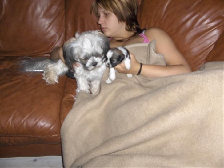 Lhasa apso Rubin billede 14