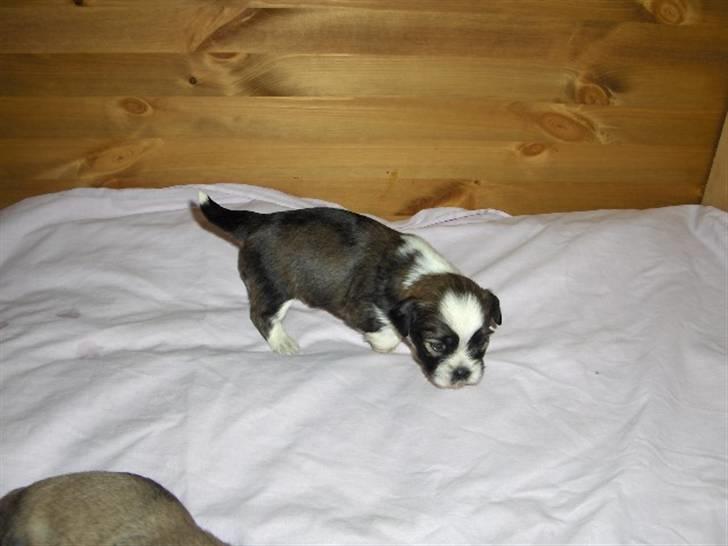 Lhasa apso Rubin billede 15