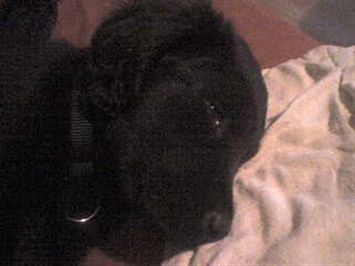 Blanding af racer Gustav billede 14