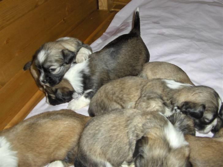 Lhasa apso Rubin billede 16