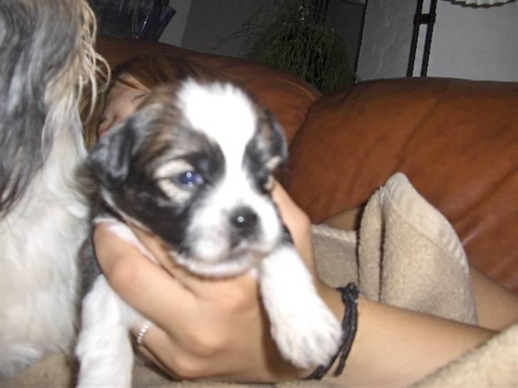 Lhasa apso Rubin billede 17