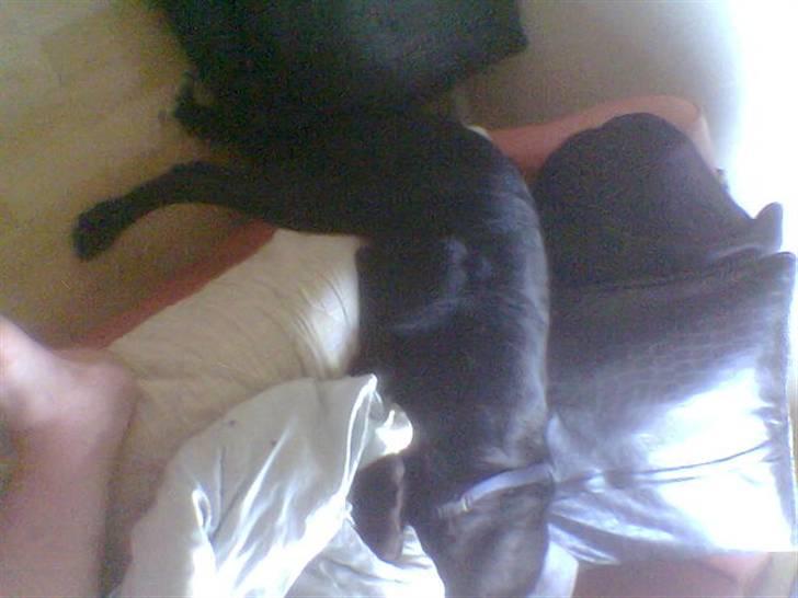 Blanding af racer Gustav billede 16