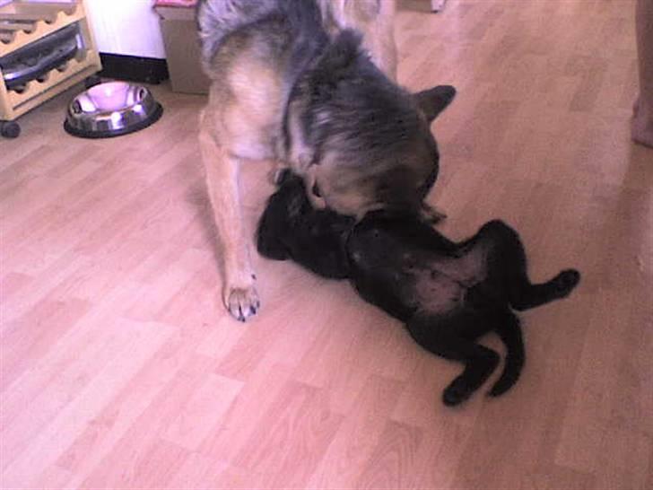 Blanding af racer Conrad billede 7