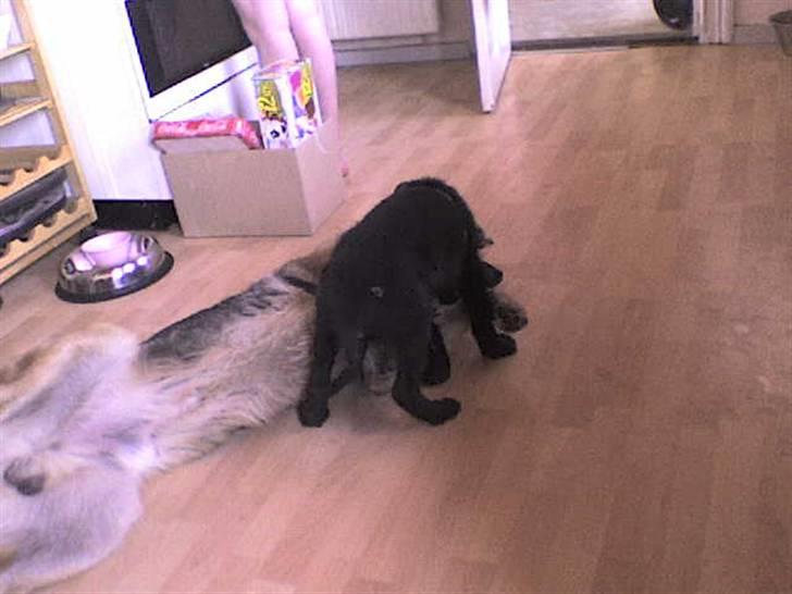 Blanding af racer Conrad billede 8