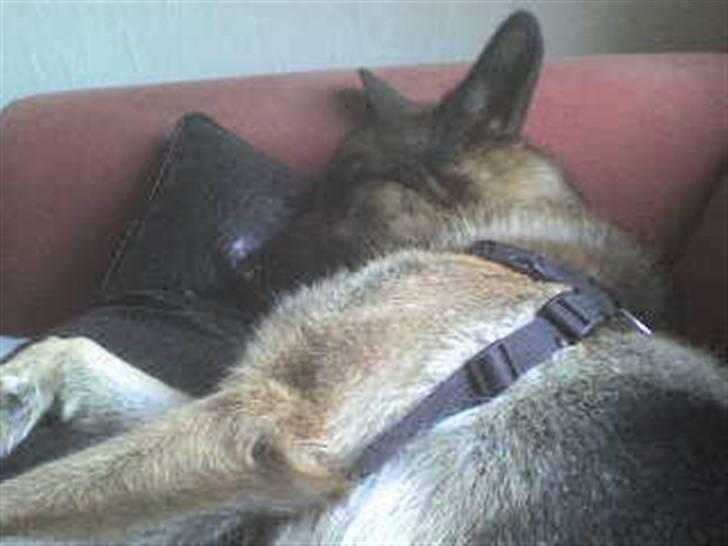 Blanding af racer Conrad billede 9