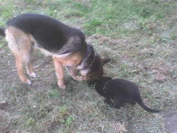 Blanding af racer Conrad billede 10