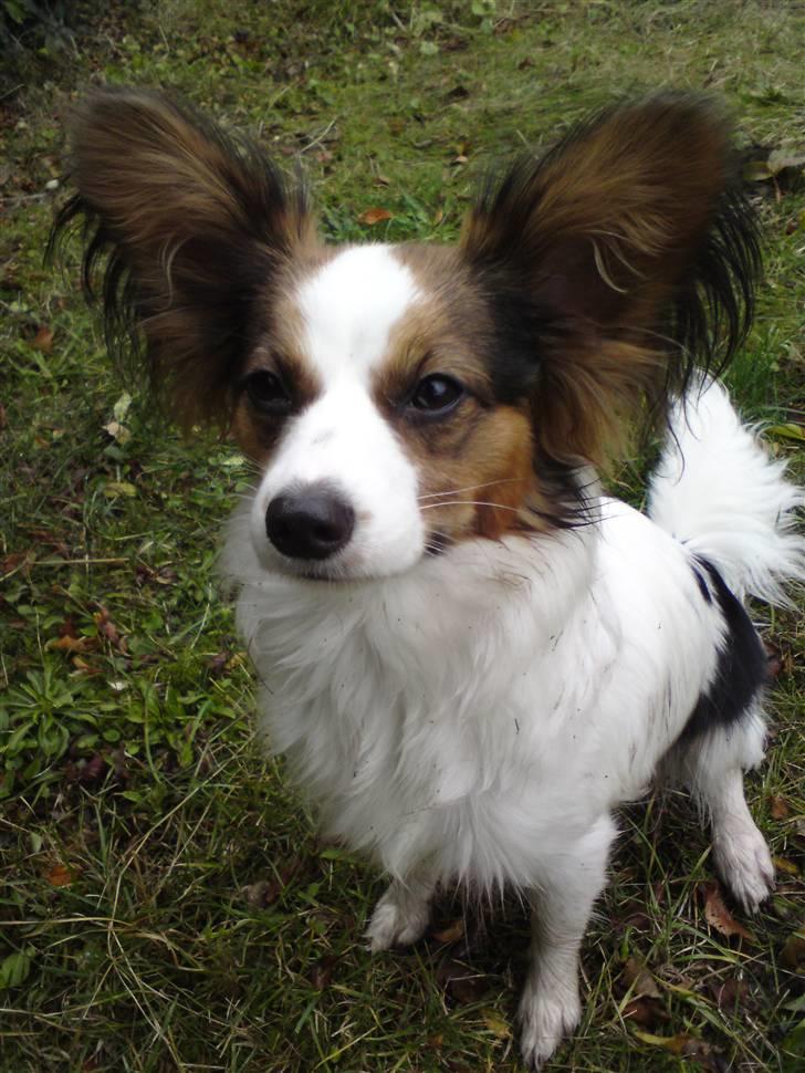 Papillon Kiwi - Se skønne mig. (5 mdr.) billede 1