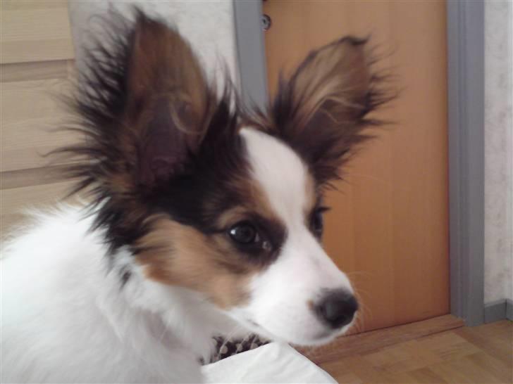 Papillon Kiwi - Jeg er ved at få lange hår ved ørerne. (4 mdr.) billede 2