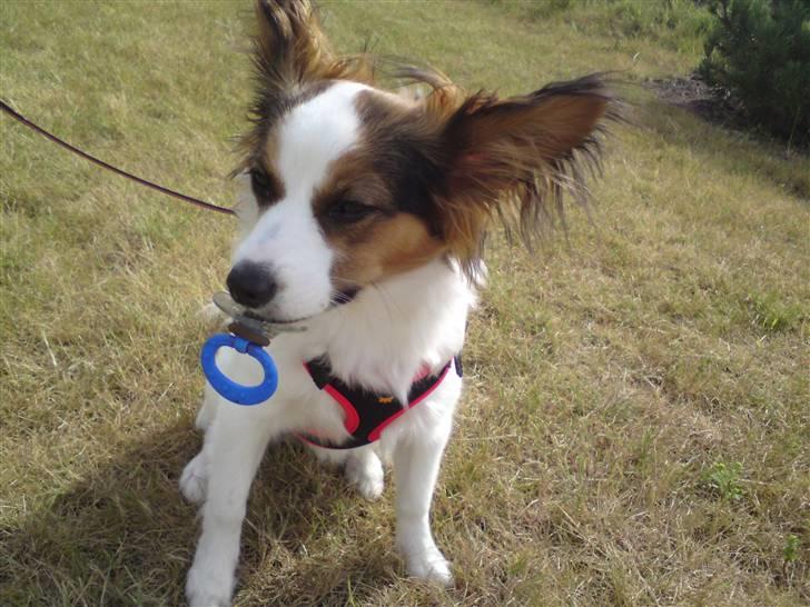 Papillon Kiwi billede 3