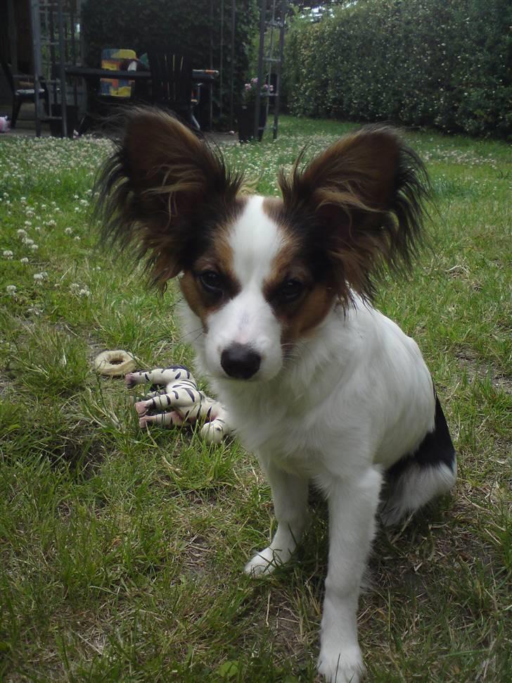 Papillon Kiwi billede 4