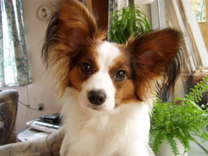 Papillon Kiwi billede 5