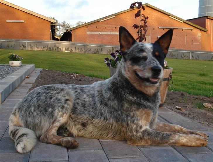 Australsk cattledog Max billede 15