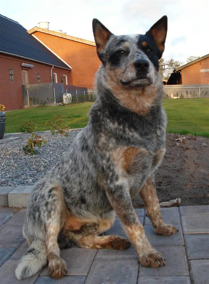 Australsk cattledog Max billede 16