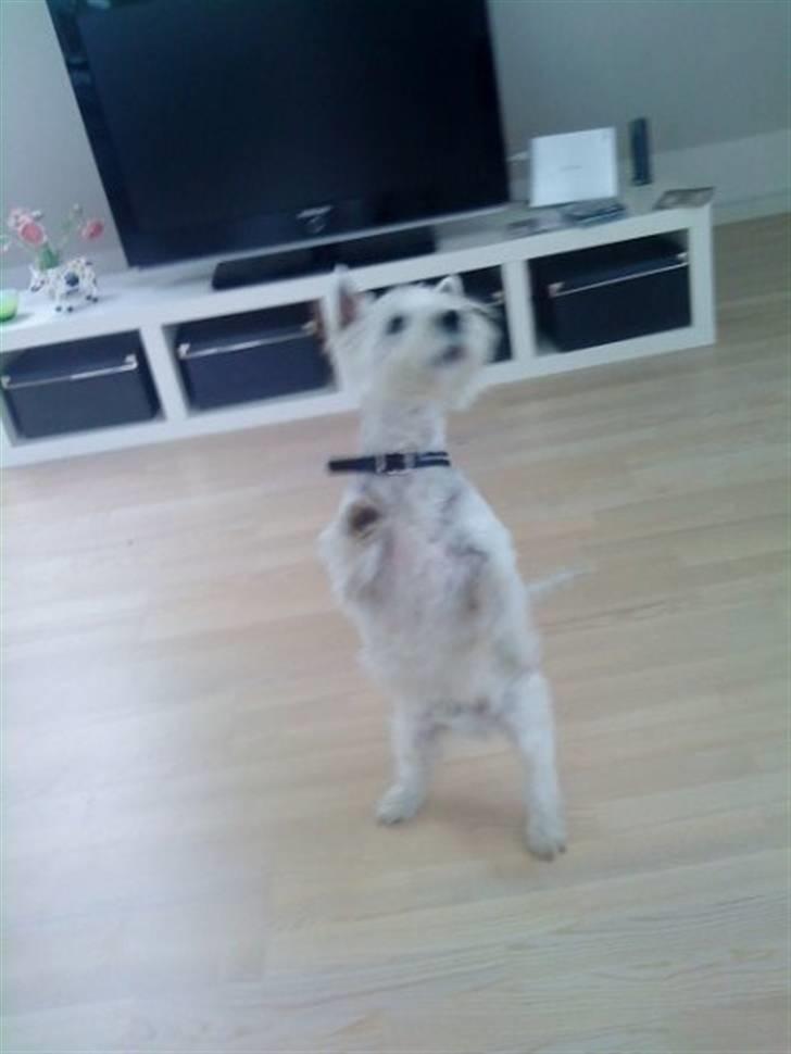 West highland white terrier felix - ja her er bare en af de ting ham kan billede 1