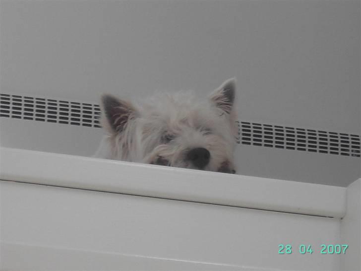 West highland white terrier felix - ZzZzZ billede 2