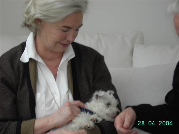 West highland white terrier felix - ham som helt lille sammen med farmor billede 3