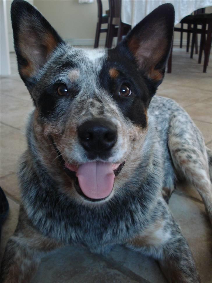 Australsk cattledog Max billede 18