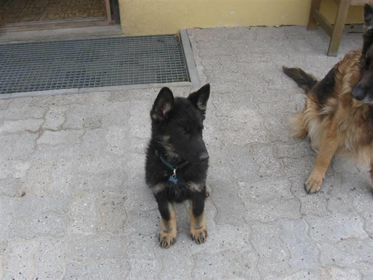 Schæferhund Jen-Ager's Jasko R.I.P - 11 uger billede 3