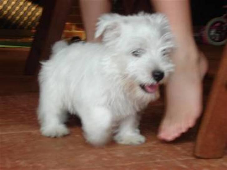 West highland white terrier felix - felix som helt lille billede 4