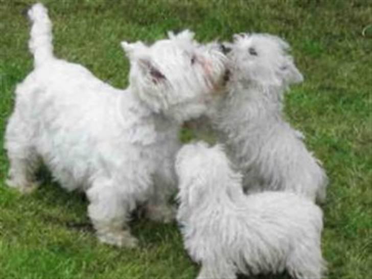 West highland white terrier felix - mor, bror,felix billede 5