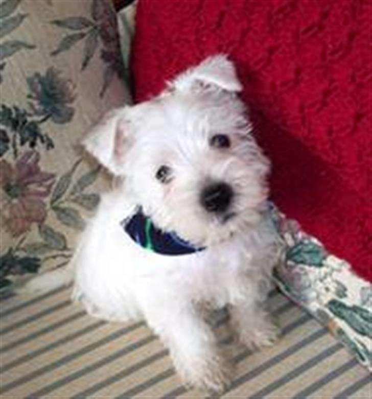 West highland white terrier felix - hej med dig ( som lille hos mor) billede 6