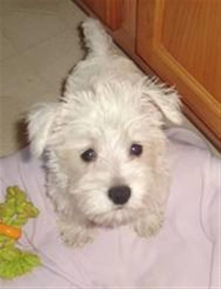 West highland white terrier felix - er jeg ikke sød? billede 7