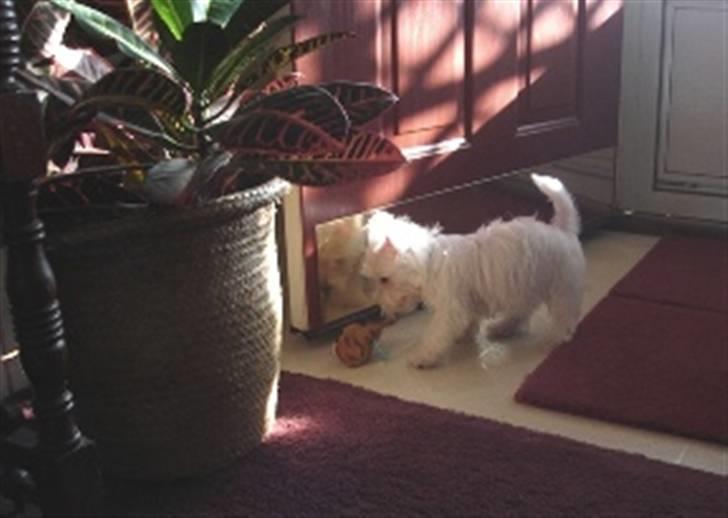 West highland white terrier felix - kom nu her din dumme bamse ( hos mor) billede 8
