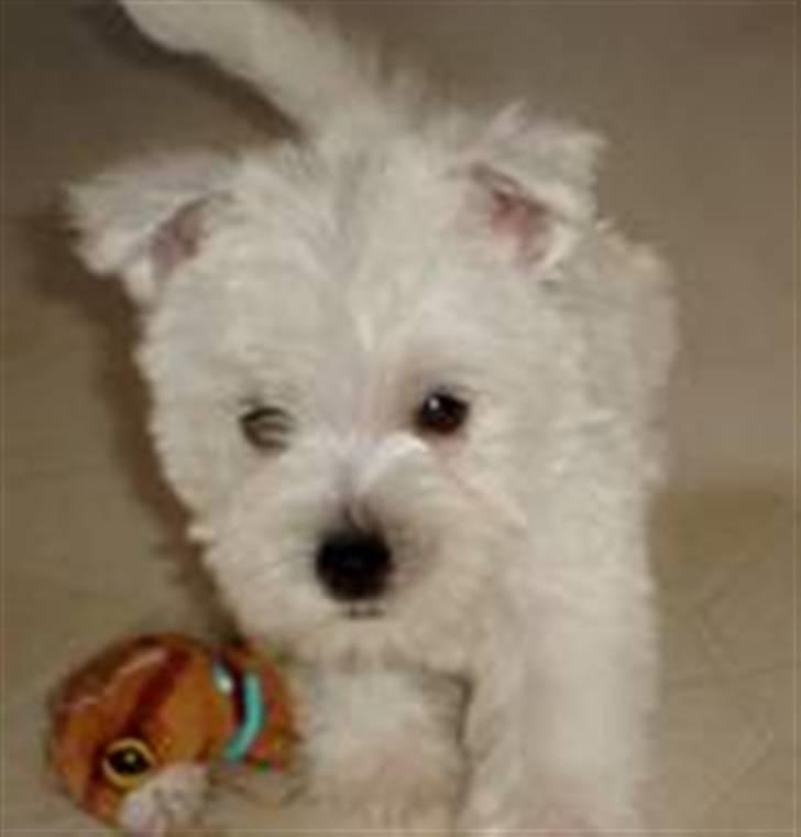 West highland white terrier felix - er jeg ikk fin billede 9