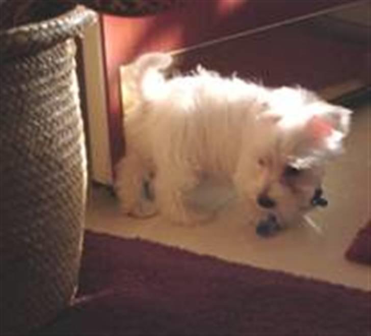 West highland white terrier felix - din dumme bamse ( hos mor ) billede 10