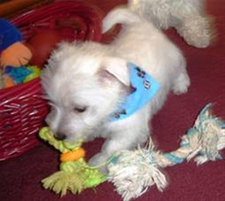 West highland white terrier felix - se lige mit nye haltørklæde billede 11
