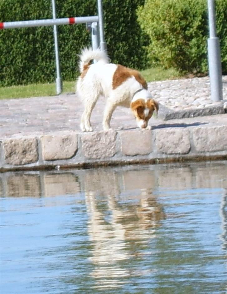 Blanding af racer Bandit *R.I.P* - Hvem mon den flotte fyr dér er? billede 10