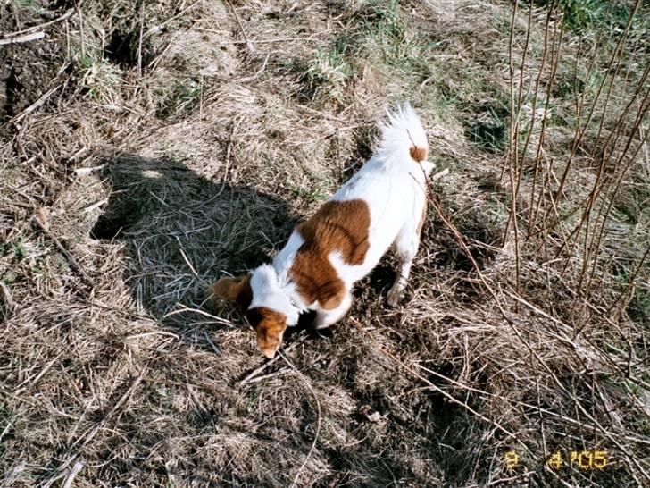 Blanding af racer Bandit *R.I.P* - Graver efter mus ;o) billede 12