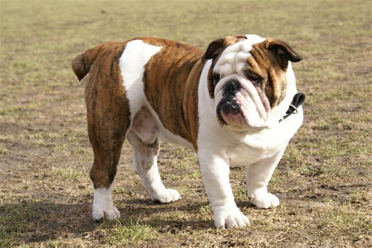 Engelsk bulldog LUDVIG ~udfordres gerne~  - Ludvig 19 mdr. gammel billede 20