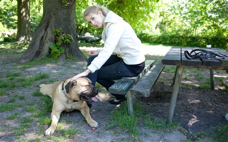 Bullmastiff Brynhild billede 7