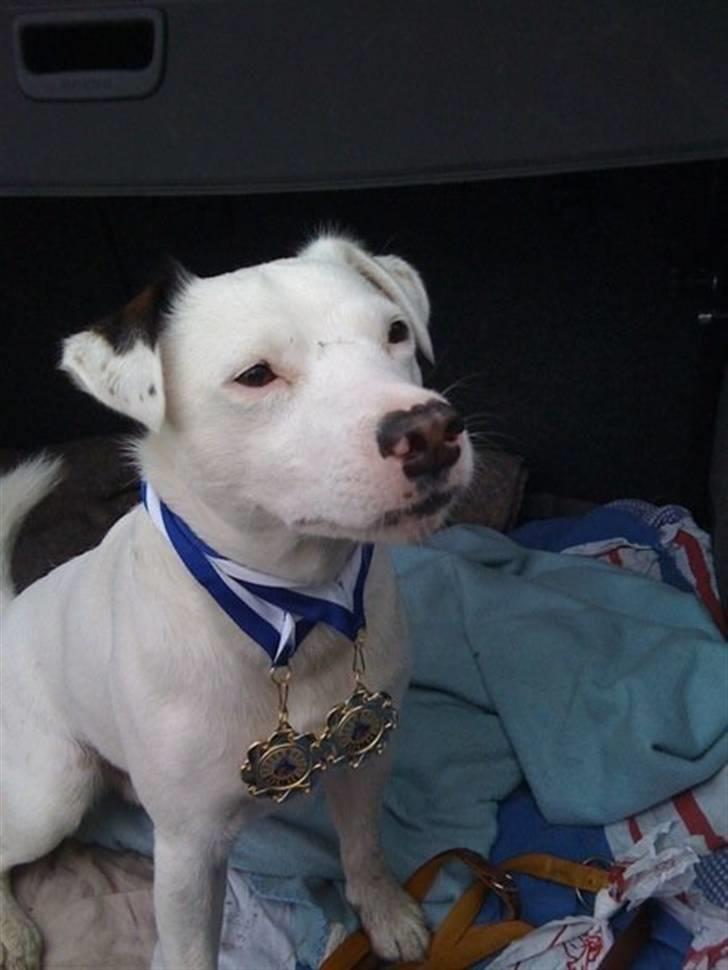 Jack russell terrier Futte - dobbet gul til forenings mesterskab 16/5 06 billede 18