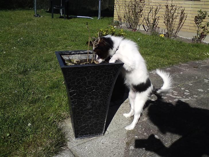 Papillon Kiwi billede 6