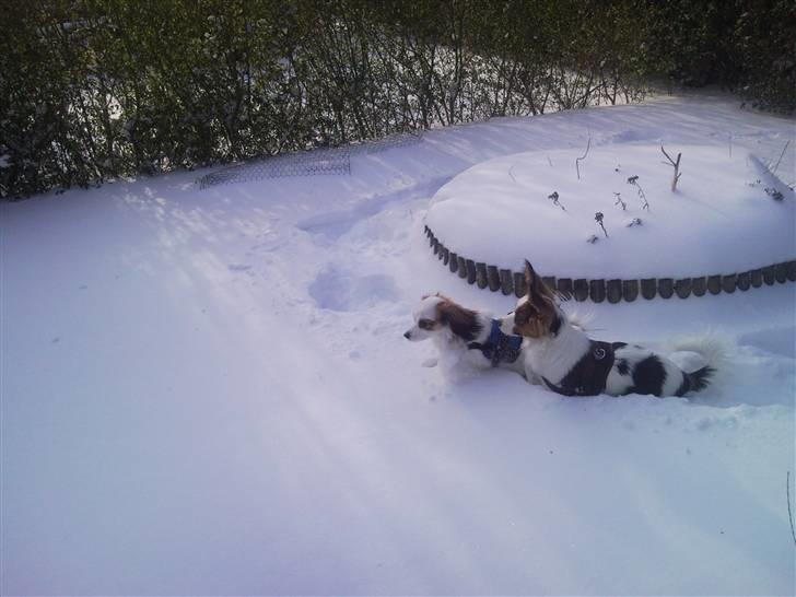 Papillon Kiwi billede 7