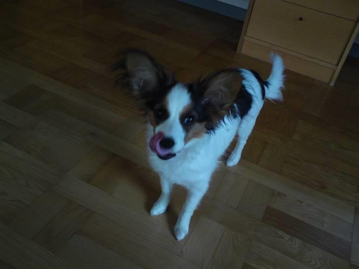 Papillon Kiwi - Hej igen. Jeg har lige spist, umh... (5 mdr.) billede 8