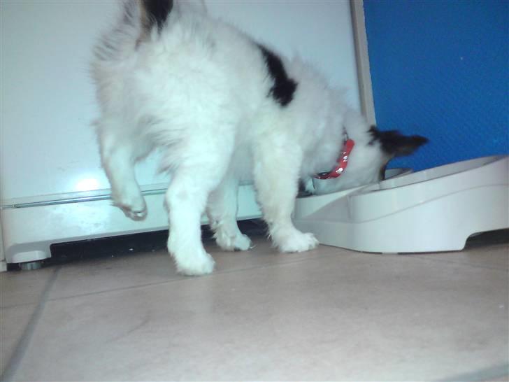 Papillon Kiwi billede 9