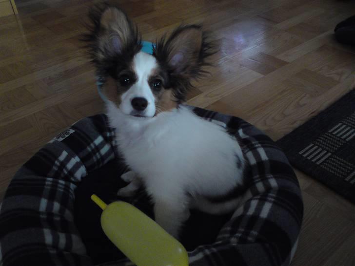 Papillon Kiwi - Jeg er Mor`s smukke prinsesse. (4 mdr.) billede 10