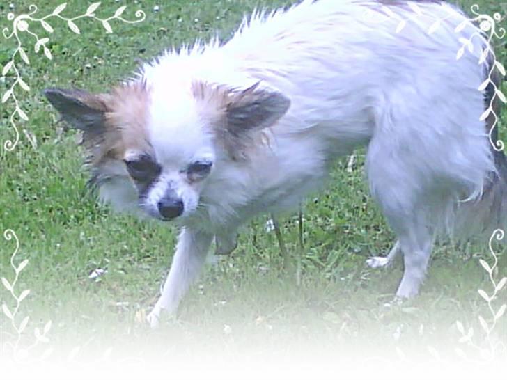 Chihuahua Meta - seje :) billede 1