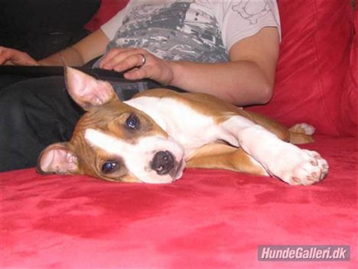 Blanding af racer Money (Amstaff/Ambull) - Mig som lille bitte vaps.. billede 10