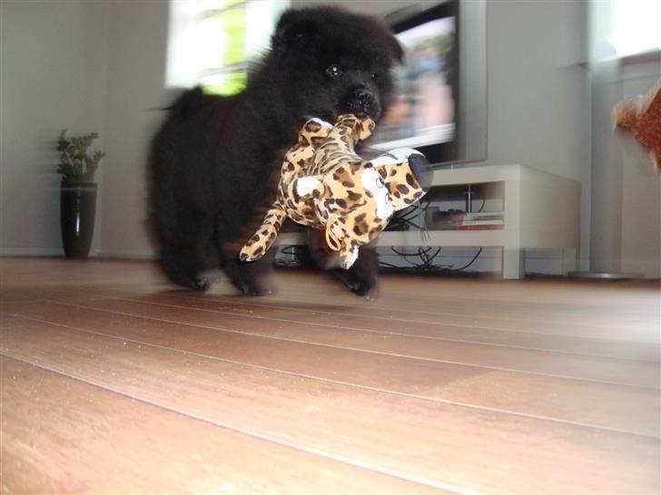 Chow chow Henning billede 1