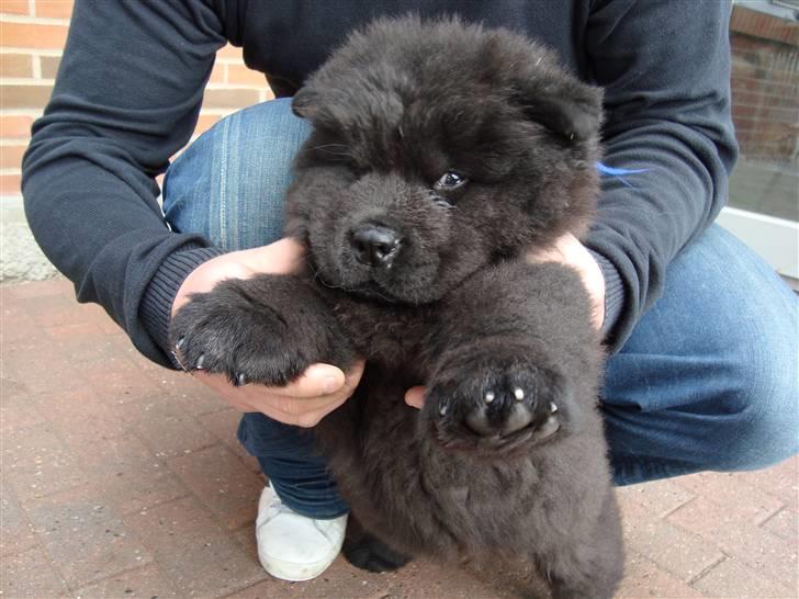 Chow chow Henning billede 2