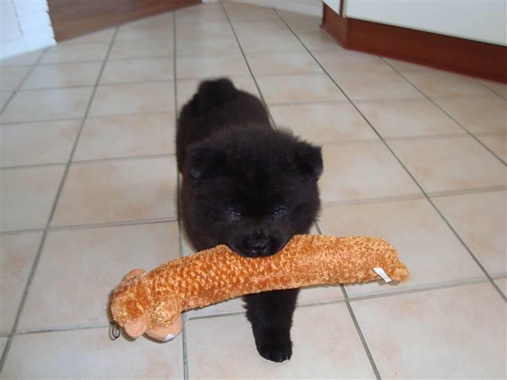 Chow chow Henning billede 3