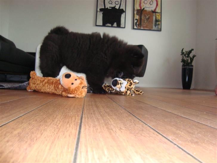 Chow chow Henning billede 4